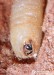 tesařík skladištní (Brouci), Phymatodes testaceus (Linnaeus, 1758), Callidiini, Cerambycidae (Coleoptera)